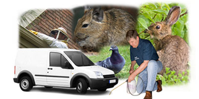 Whitefield local van